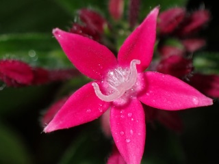 P1233152a.jpg